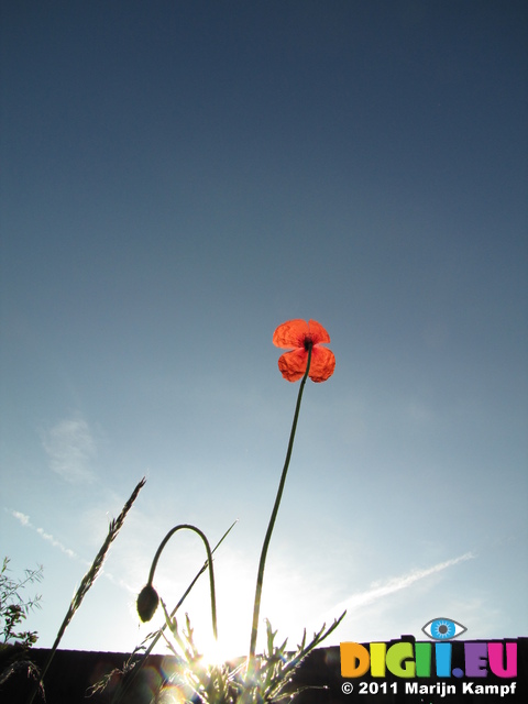 SX18795 Sunrise over common poppy (Papaver rhoeas) in garden